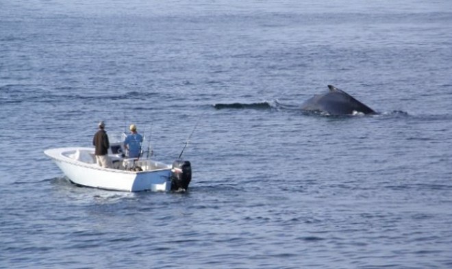 Буэнавентура - наблюдение за китами