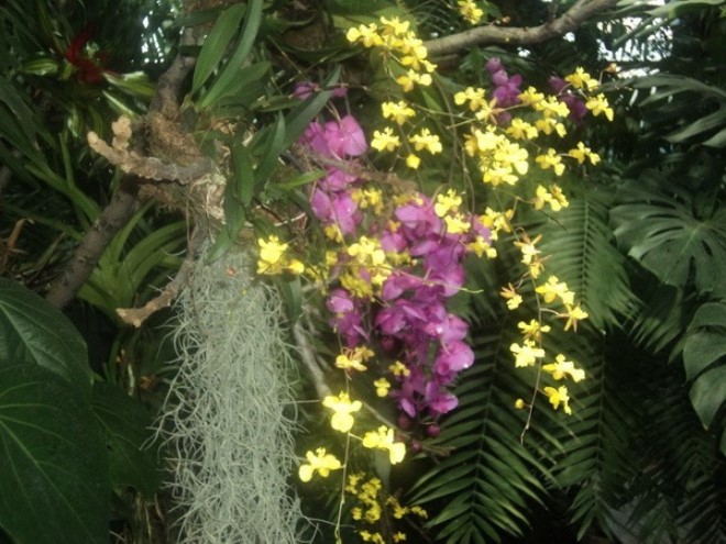 Орхидеи в природных парках Колумбии