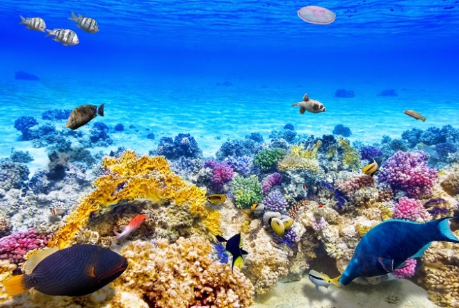 Подводный мир Фиджи