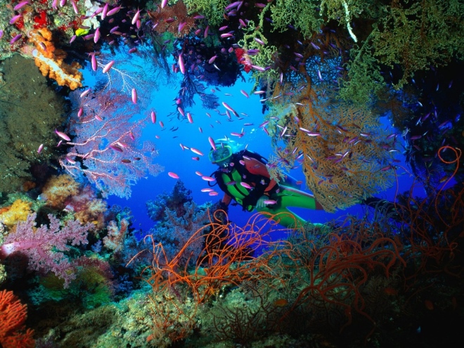 Подводные пейзажи Вити-Леву считаются самыми красивыми