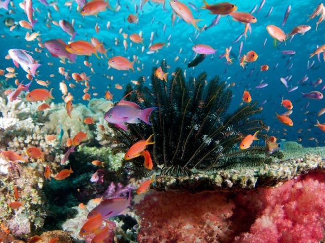 Подводный мир радует своей красотой и разнообразием