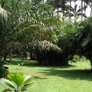 Ботанический сад Абури