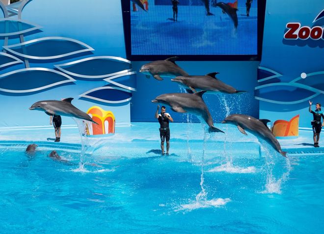 Шоу дельфинов в аквапарке ZooMarine, Португалия