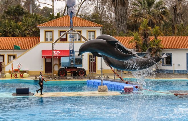 Шоу дельфинов в Лиссабонском зоопарке, Португалия