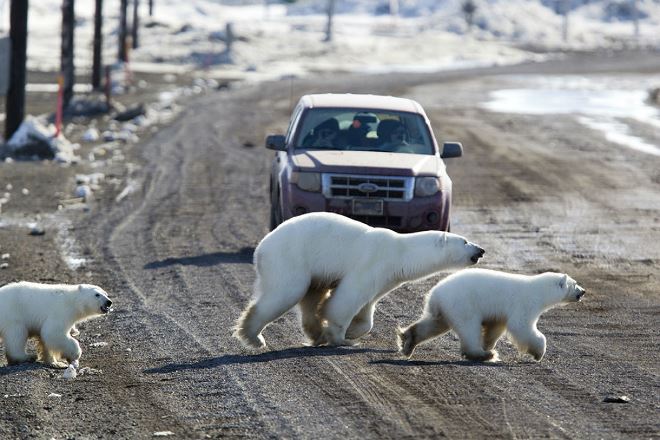 Белый медведь - один из символов Канады