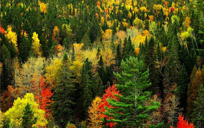 Акадийский лес в Канаде