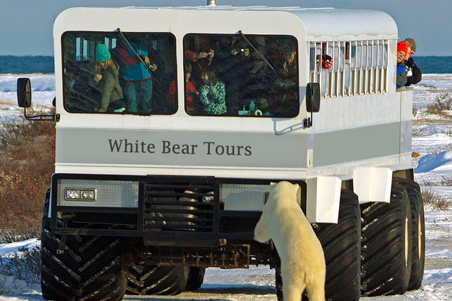 Туры с белыми медведями
