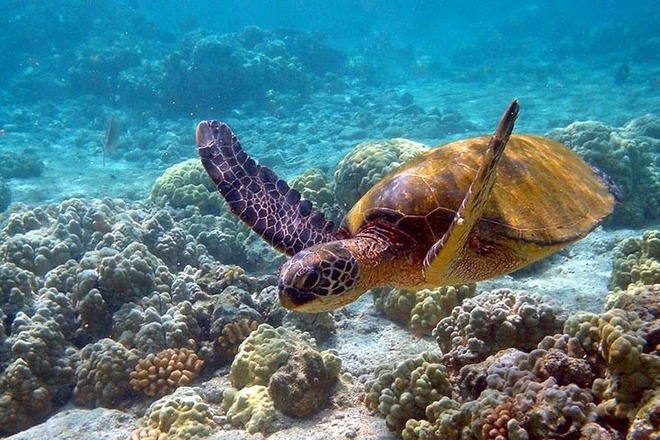Морские черепахи Акумаля