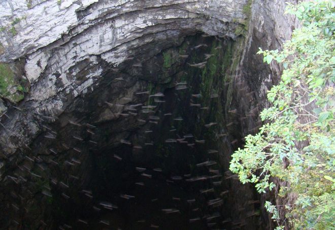 Пещера ласточек (Sótano de las Golondrinas), Мексика