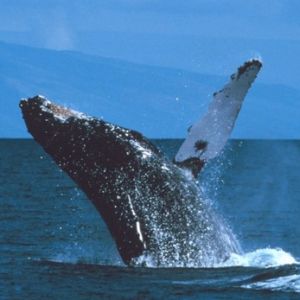 Резерват китов Эль-Вискаино