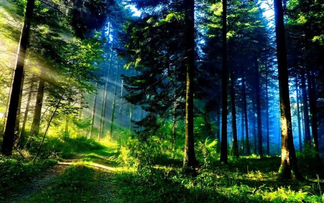 Хвойный лес в Абастумани