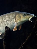 Рыбалка в Грузии