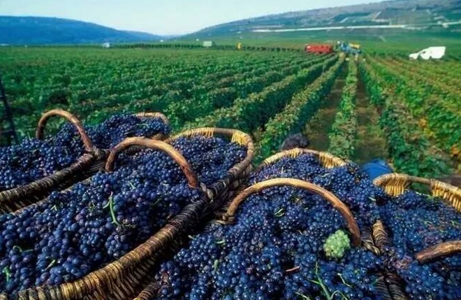 Виноградники Кахетии