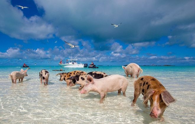 Плавающие свиньи на острове Биг Мейджор Кей
