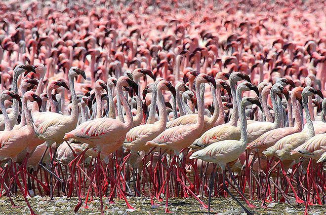 Колония Карибских фламинго на Кубе