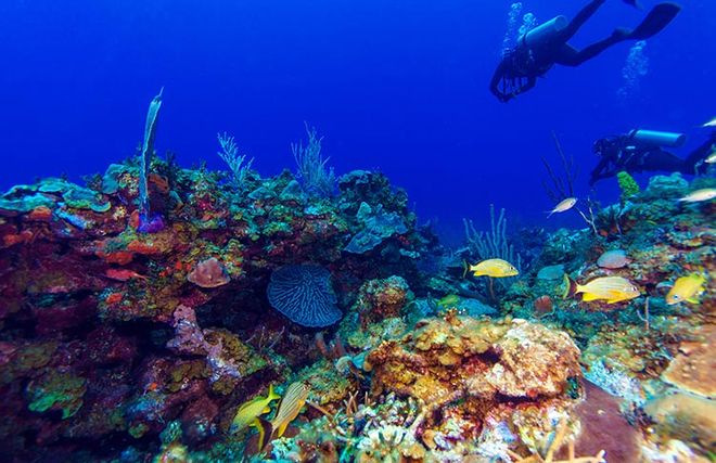 Коралловые рифы у берегов Кубы
