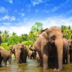 Приют для слонов Пиннавела