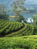Шри-Ланка – чайные плантации