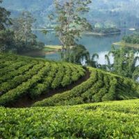 Шри-Ланка – чайные плантации