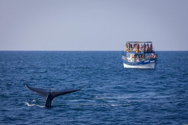 Экскурсии к китам