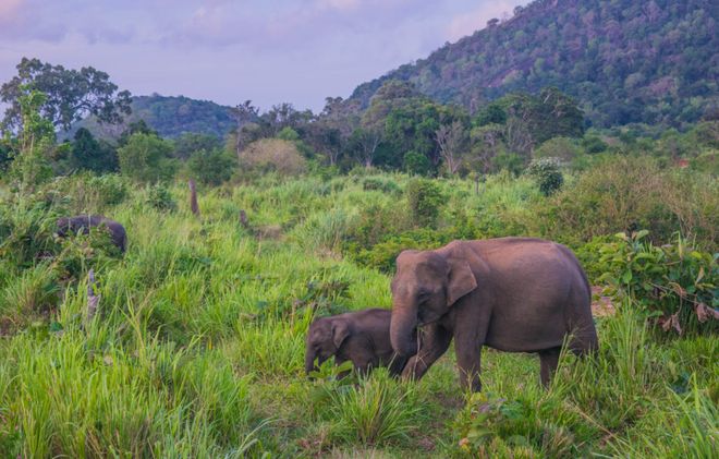 Слоны в окрестностях Аругам-Бэйя
