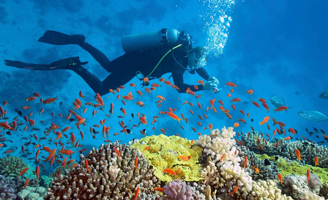 Кораллы и красоты