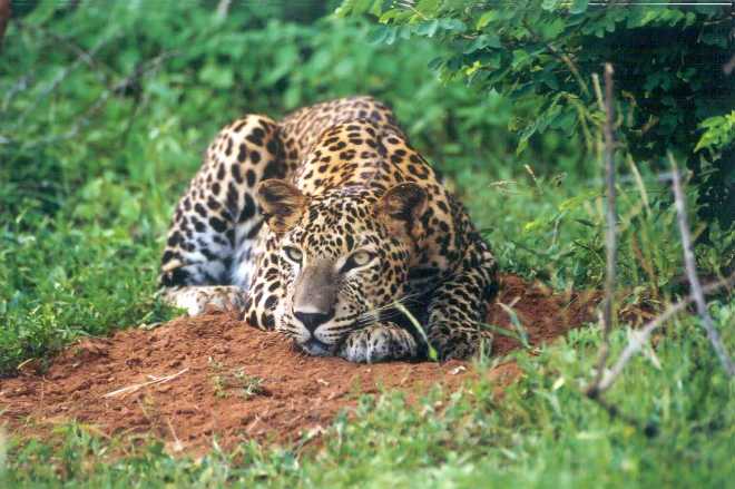 Шри-ланкийский леопард