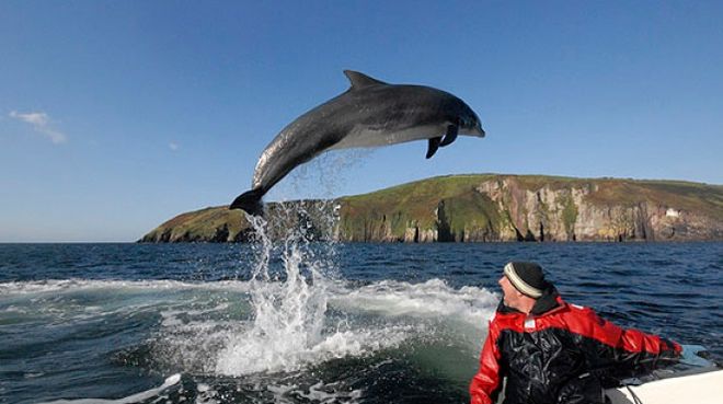 Дельфин Фанги - главная достопримечательность графства Керри, Ирландия