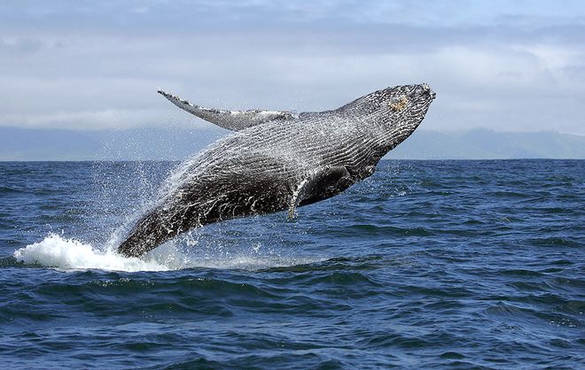 Горбатый кит у полуострова Самана, Доминиканская Республика