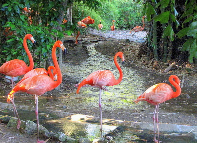 Манати парк - место обитания розовых фламинго