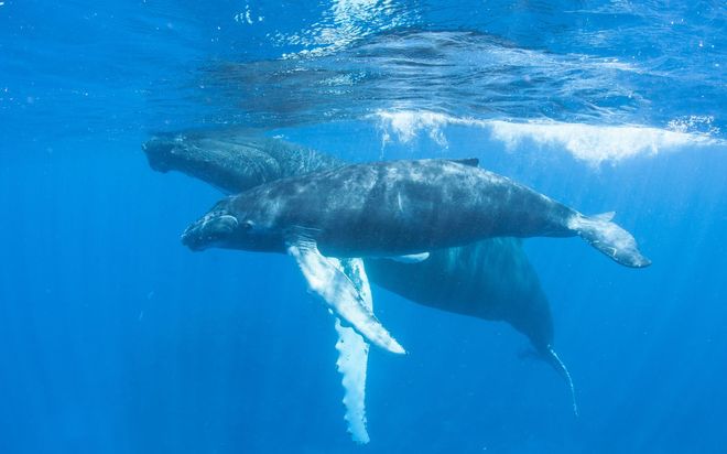 Горбатые киты у дайв-сайта Silver Bank, Доминиканская Республика