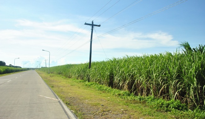 Плантации сахарного тростника