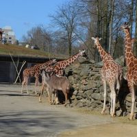 Зоопарки Голландии
