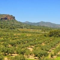 Оливковые плантации в Греции