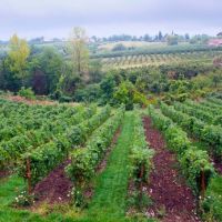 Сербия – виноградники