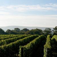 Виноградники в Англии