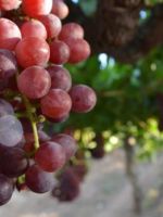 Виноградники Болгарии