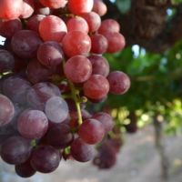 Виноградники Болгарии