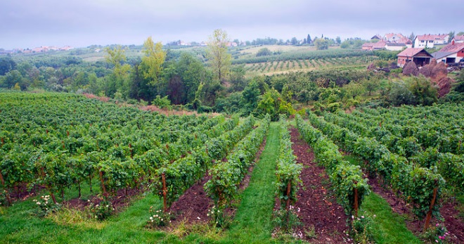 Сербия – виноградники