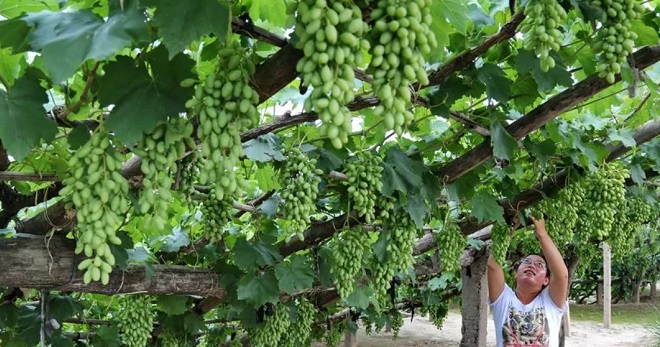 Виноградники Китая