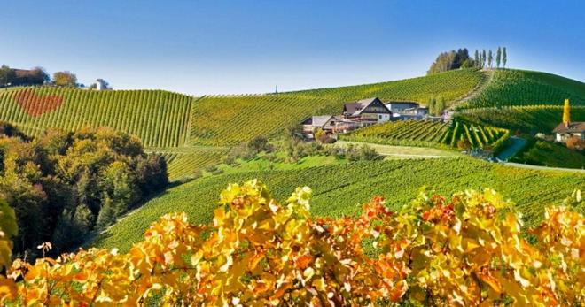 Виноградники Австрии