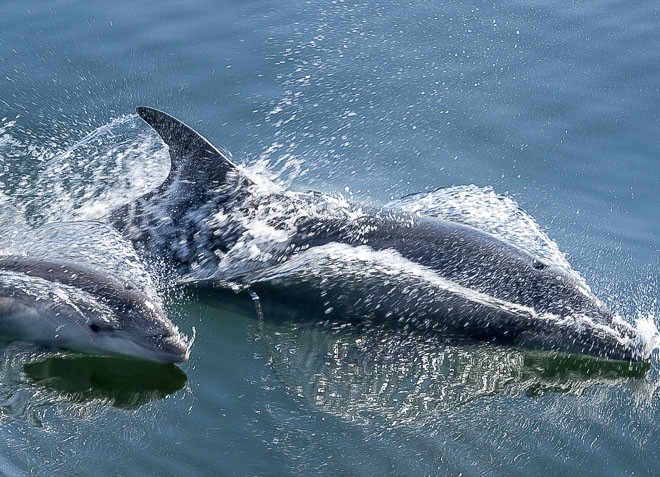Dolphin Tours Namibia