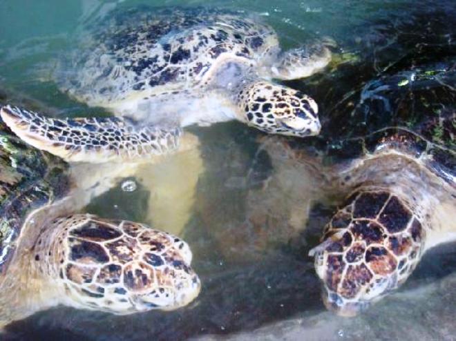 Морские черепахи на Серенгане