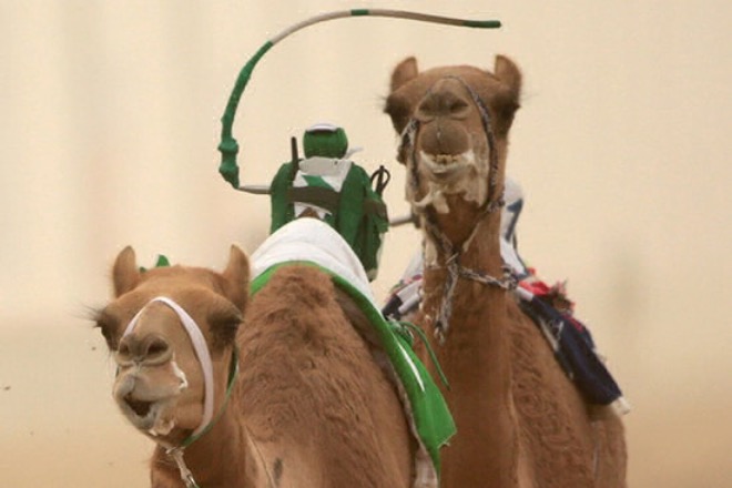 Музей верблюдов в Дубае