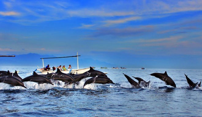 Наблюдение за дельфинами - одно из популярнейших развлечений на курорте