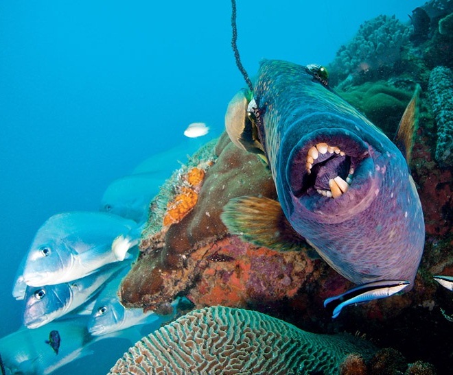 Остров Нуси Таникели. Экзотические рыбы