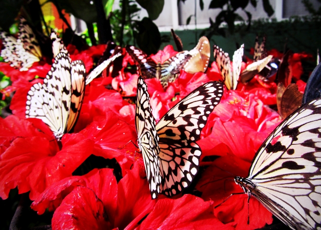Парк бабочек на острове Пенанг