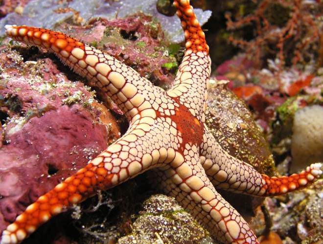 Подводные обитатели рифа