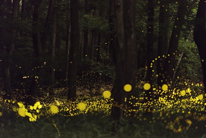 Светлячки в японском лесу