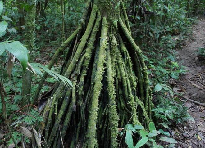 В джунглях Малайзии растет ходячее дерево